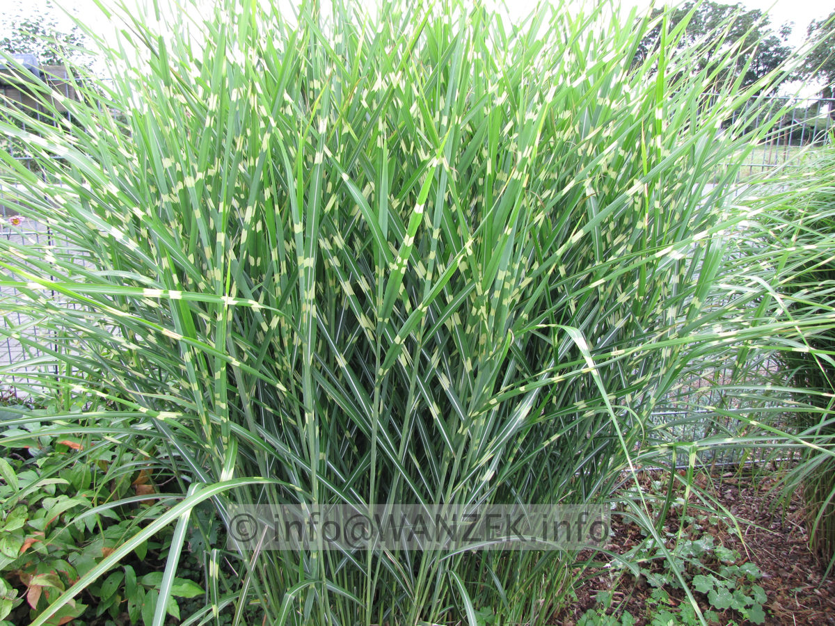 Miscanthus sinensis Zebrinus 03.JPG